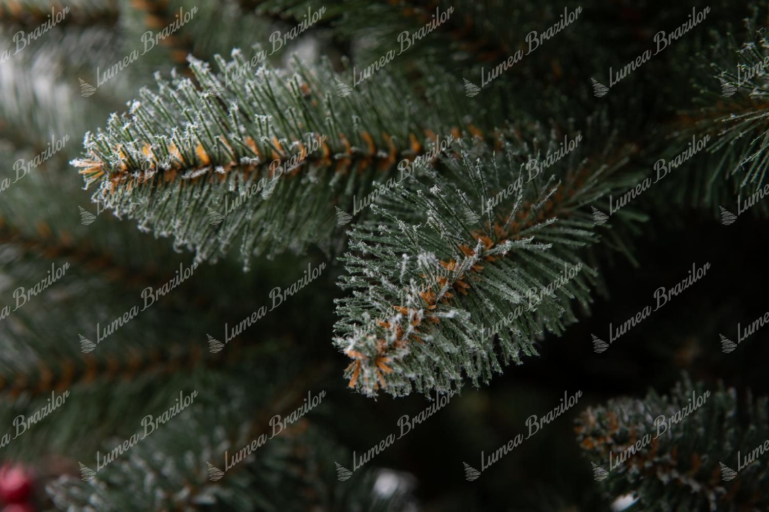 Pom de Crăciun Molid Cristal